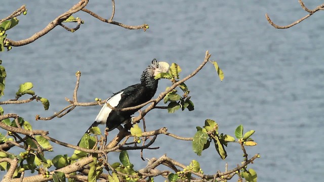 Silvery-cheeked Hornbill - ML477269