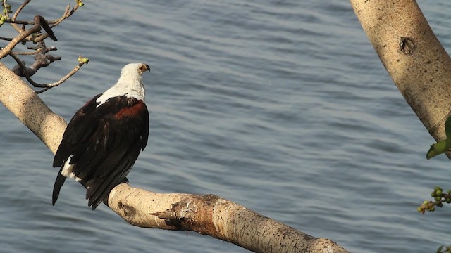 Schreiseeadler - ML477270