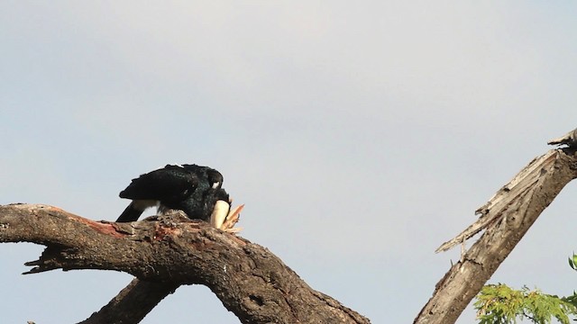 Silvery-cheeked Hornbill - ML477271