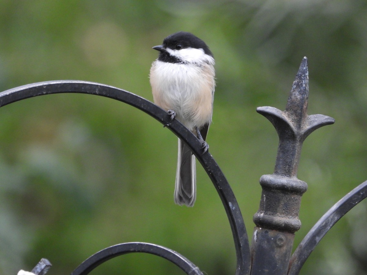 Black-capped Chickadee - ML477271871