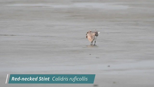 Red-necked Stint - ML477271941