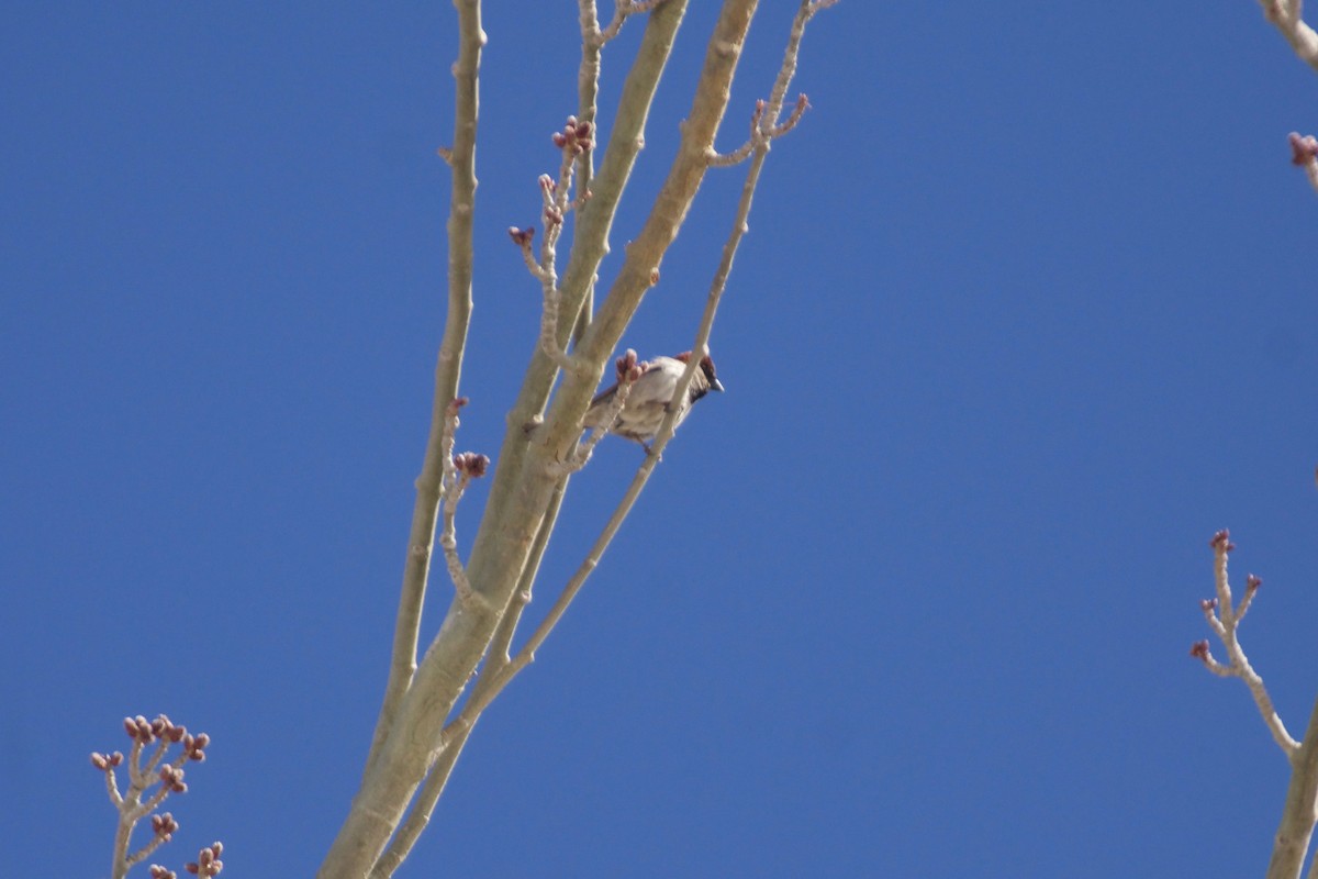 Moineau domestique - ML477272141