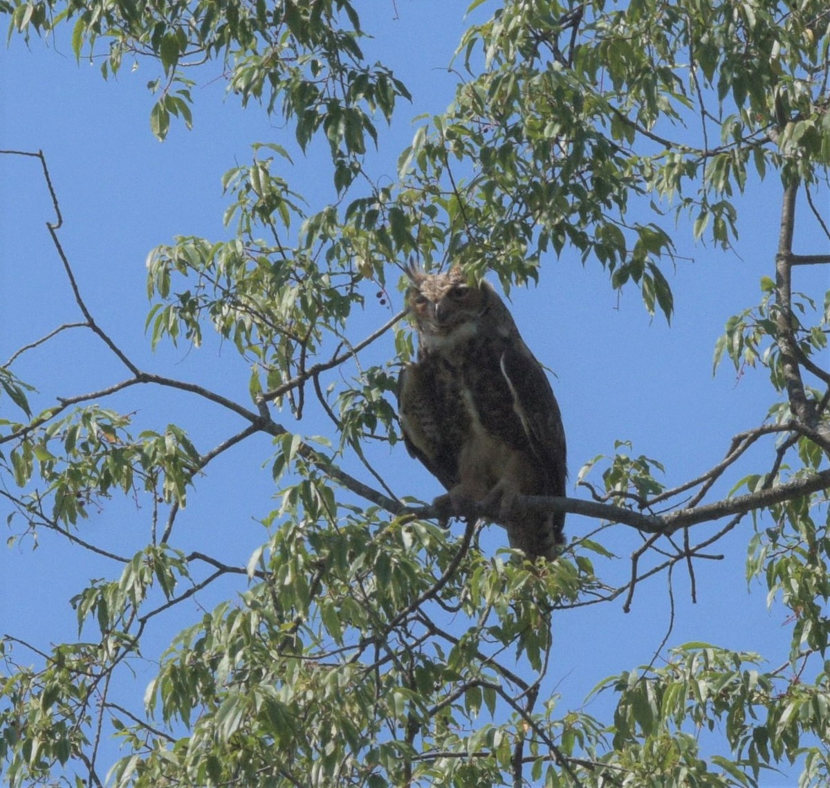 Great Horned Owl - ML477273091