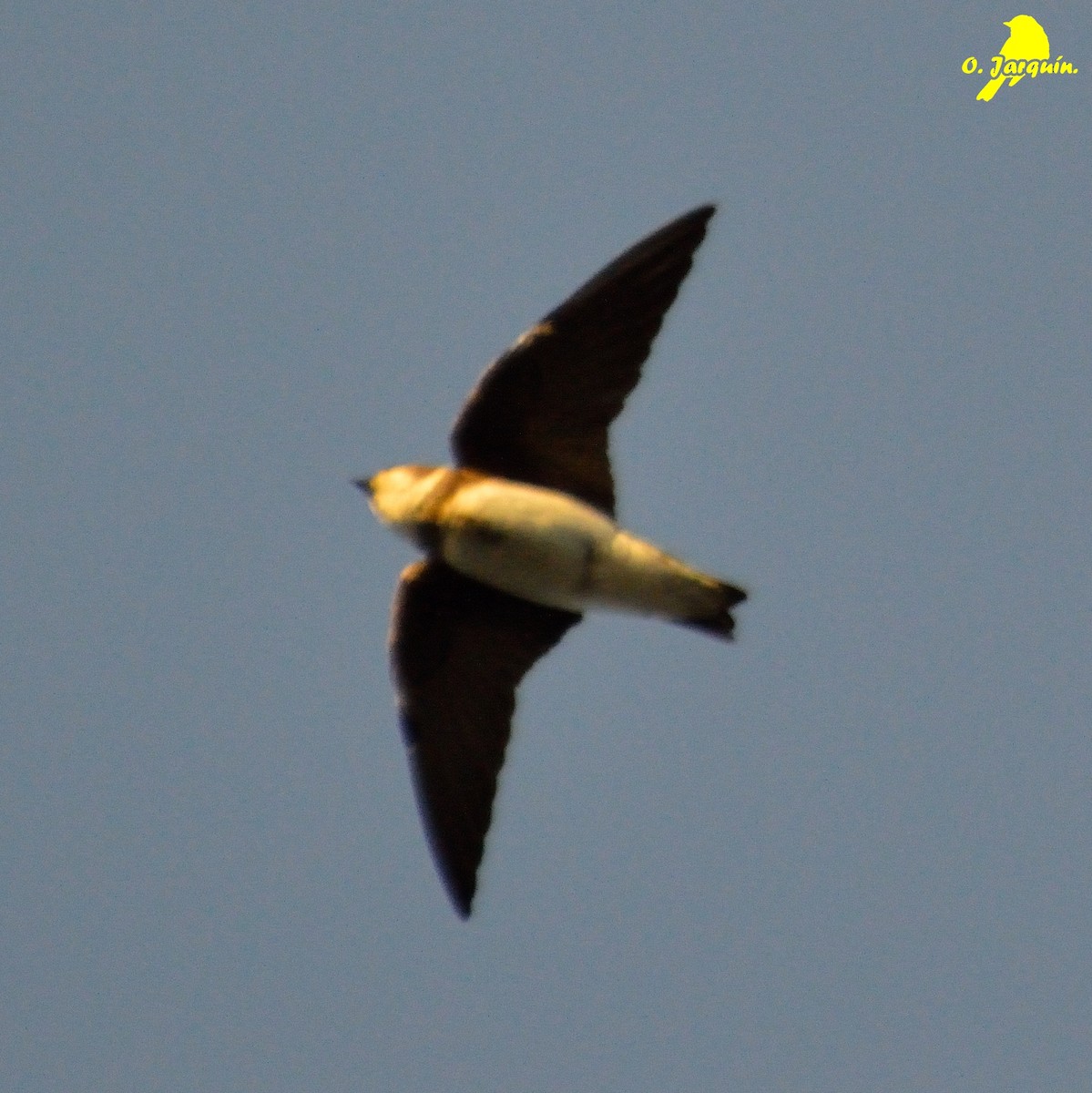 Bank Swallow - ML47727371