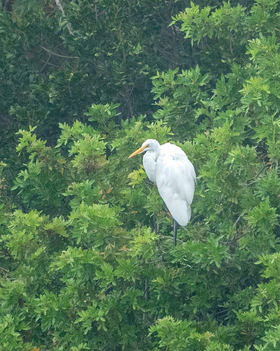 Great Egret - ML477274351