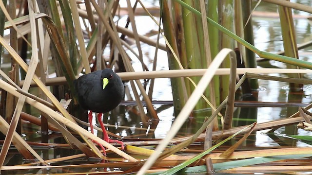 Black Crake - ML477275