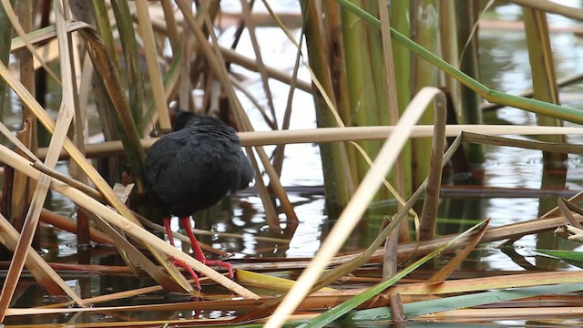 Black Crake - ML477276