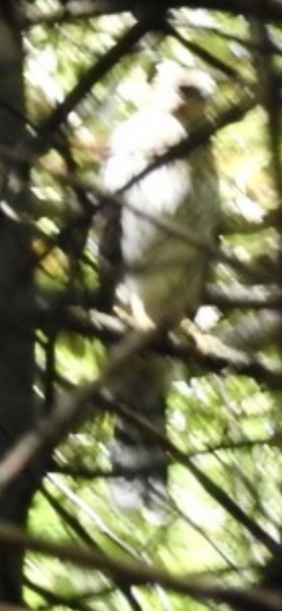Cooper's Hawk - ML477277811