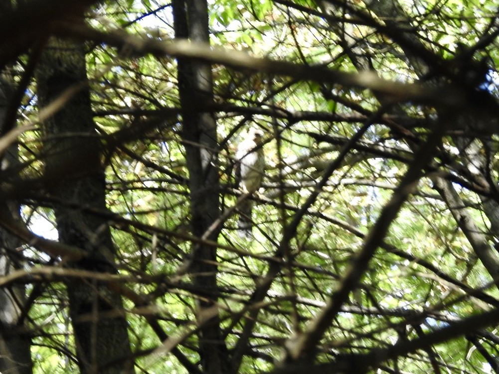Cooper's Hawk - ML477277821