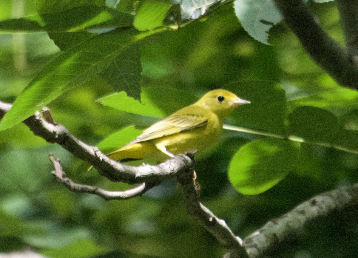 Yellow Warbler - Tu Wren