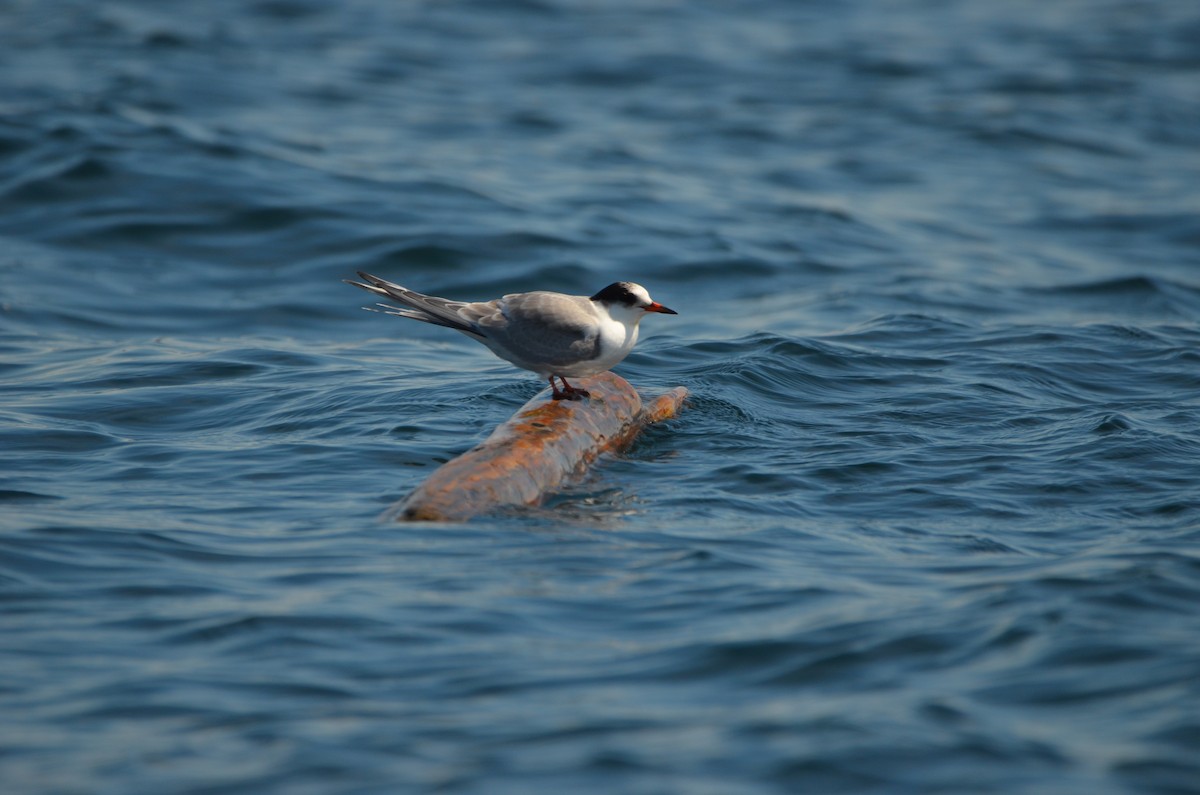 Common Tern - ML477278461