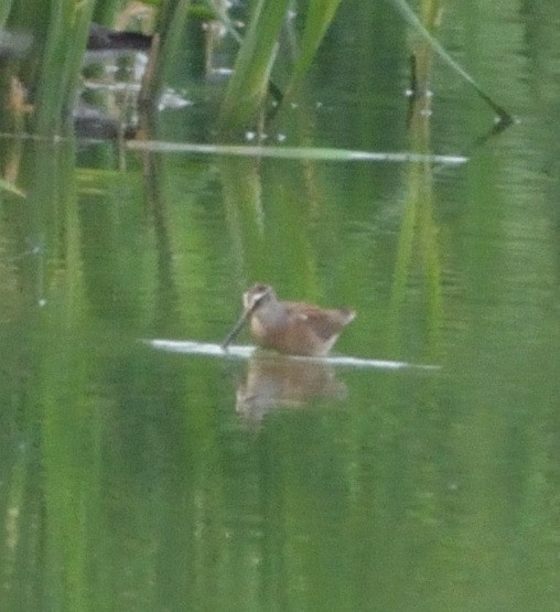 kortnebbekkasinsnipe - ML477278701