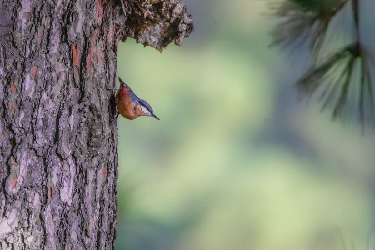 Kashmir Nuthatch - ML477279921