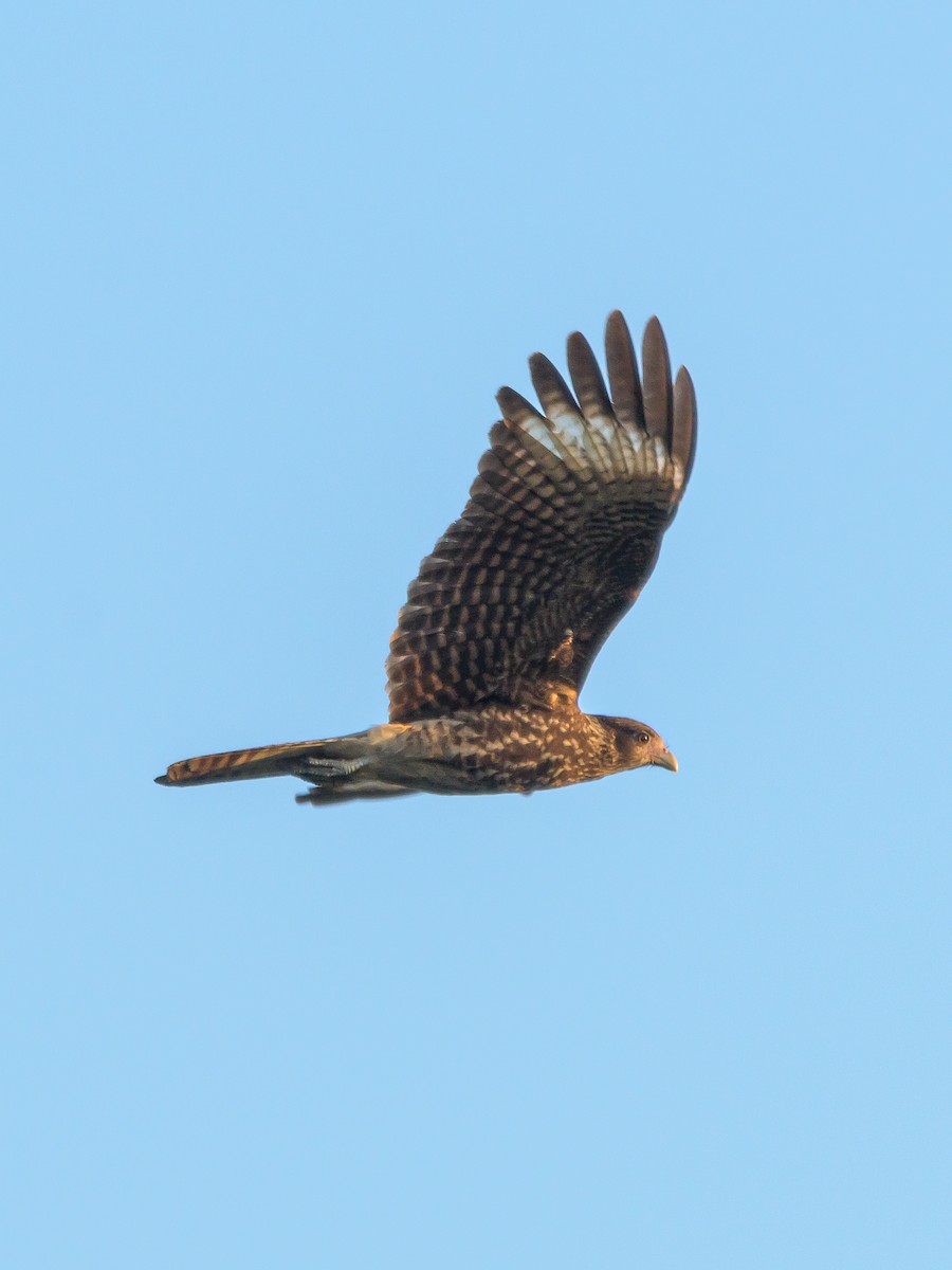 Caracara à tête jaune - ML477280211