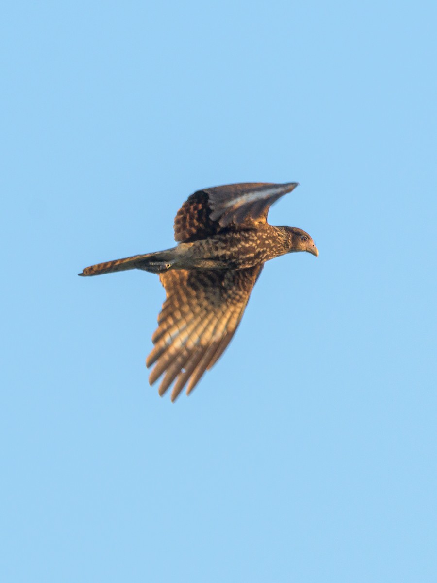 Caracara à tête jaune - ML477280221