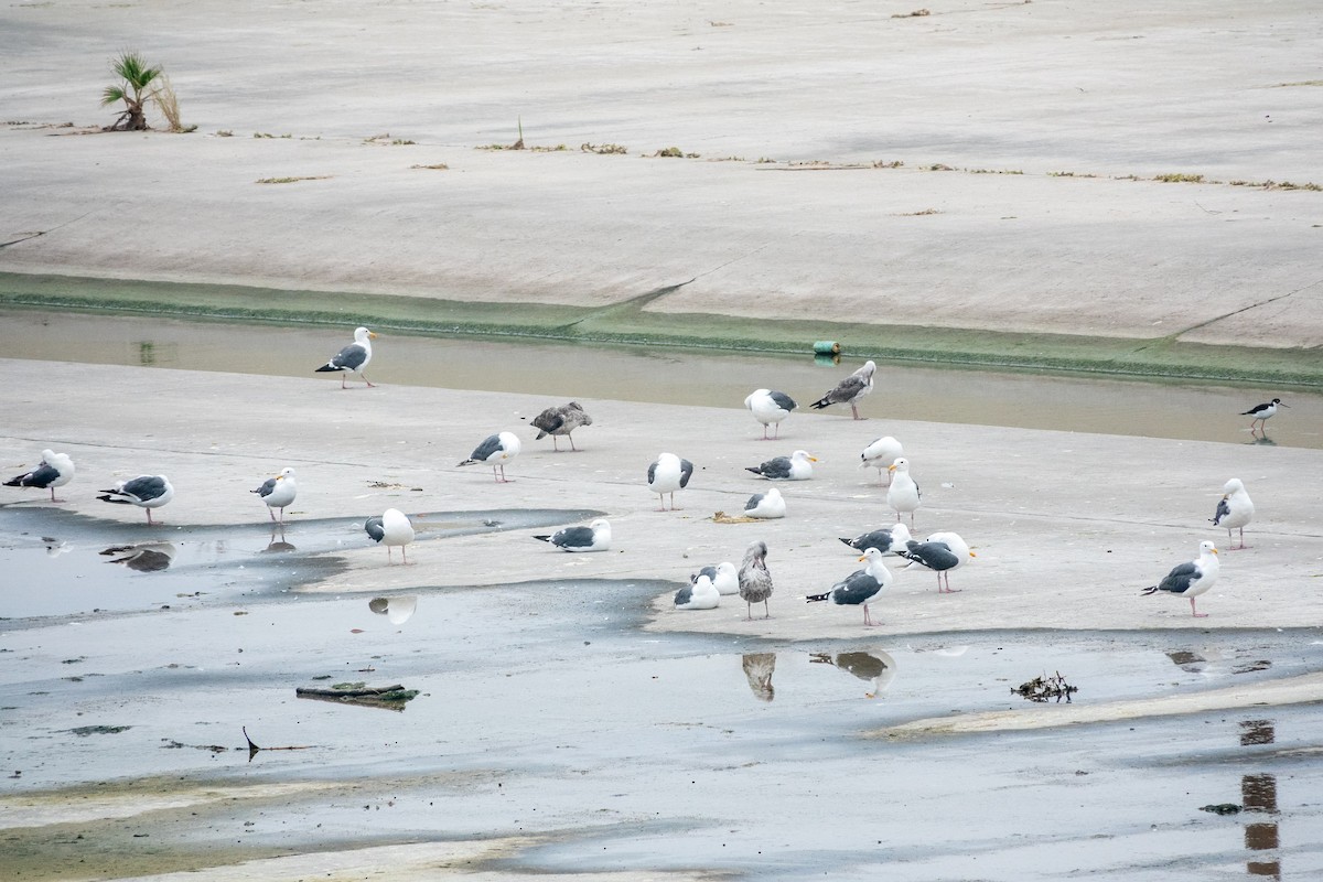 Western Gull - ML477281721