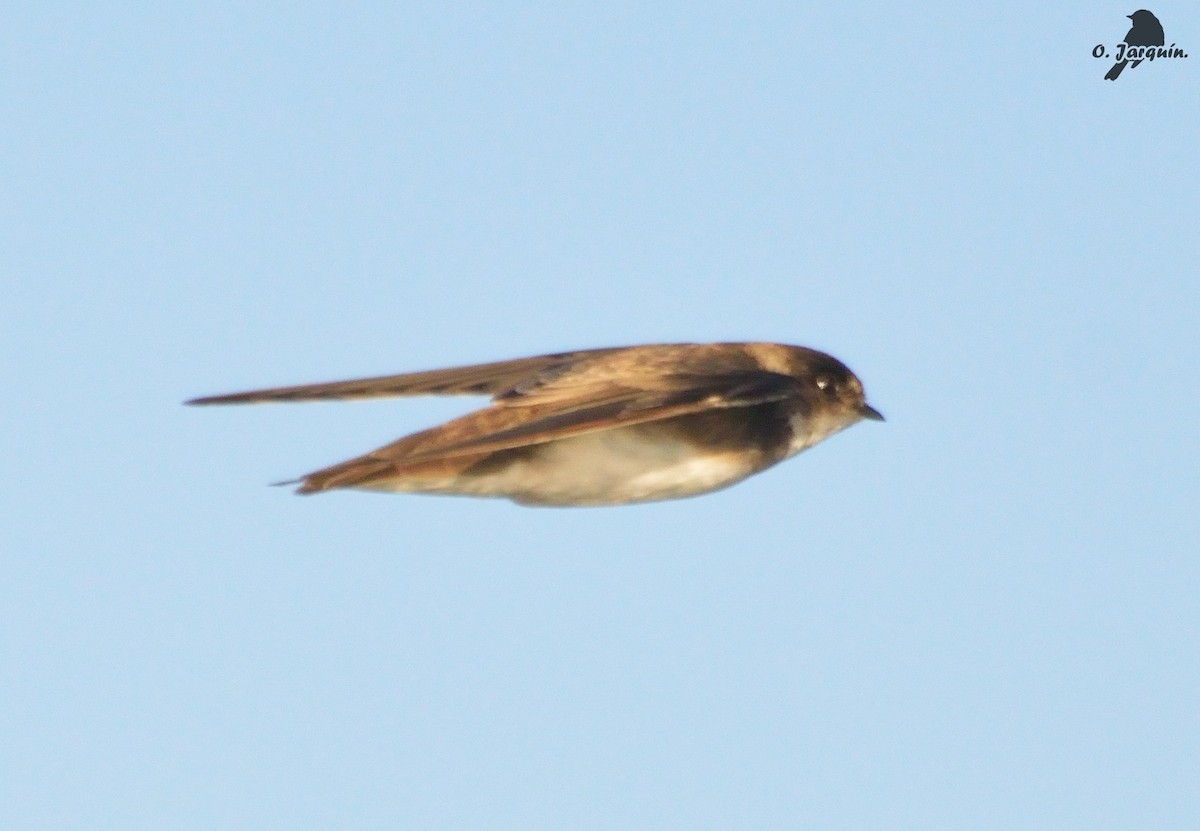 Bank Swallow - ML47728251