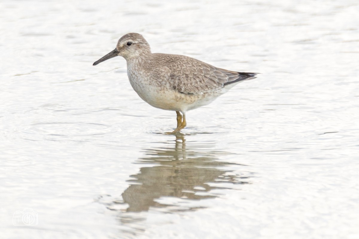 Red Knot - Donny Moore