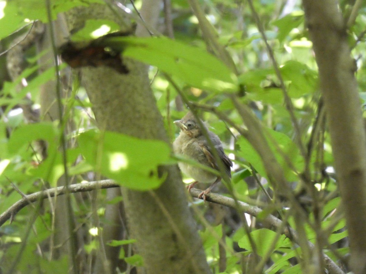 Northern Cardinal - ML477283051