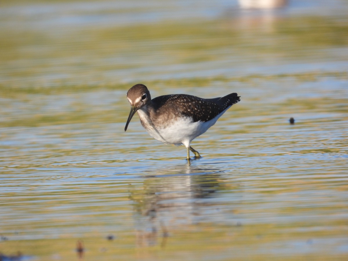 Solitary Sandpiper - Mark Selle