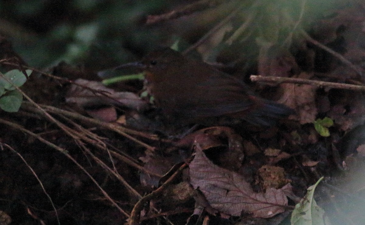 Middle American Leaftosser (Mexican) - ML477284031