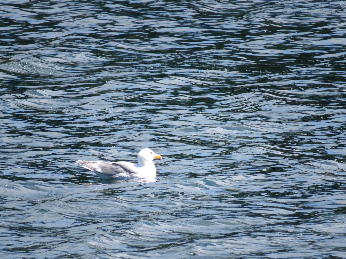 Glaucous-winged Gull - ML477285251