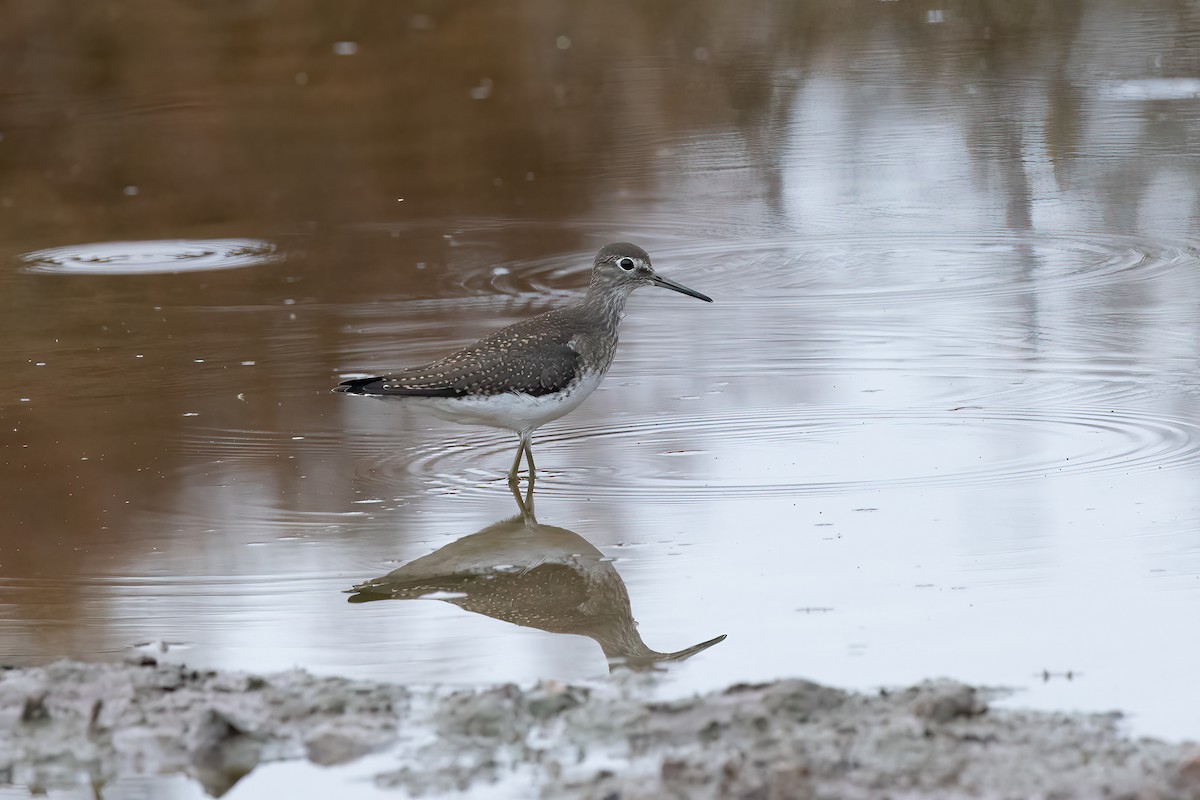 Solitary Sandpiper - Chris Benesh