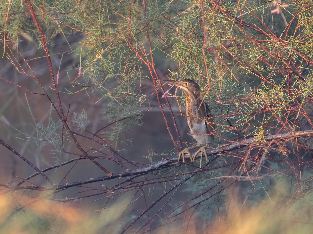 Least Bittern - ML477285741