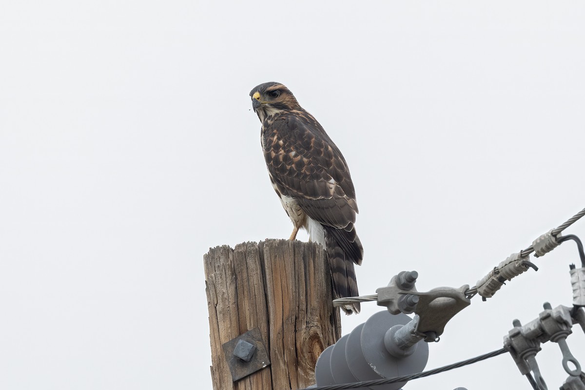 Gray Hawk - ML477285781