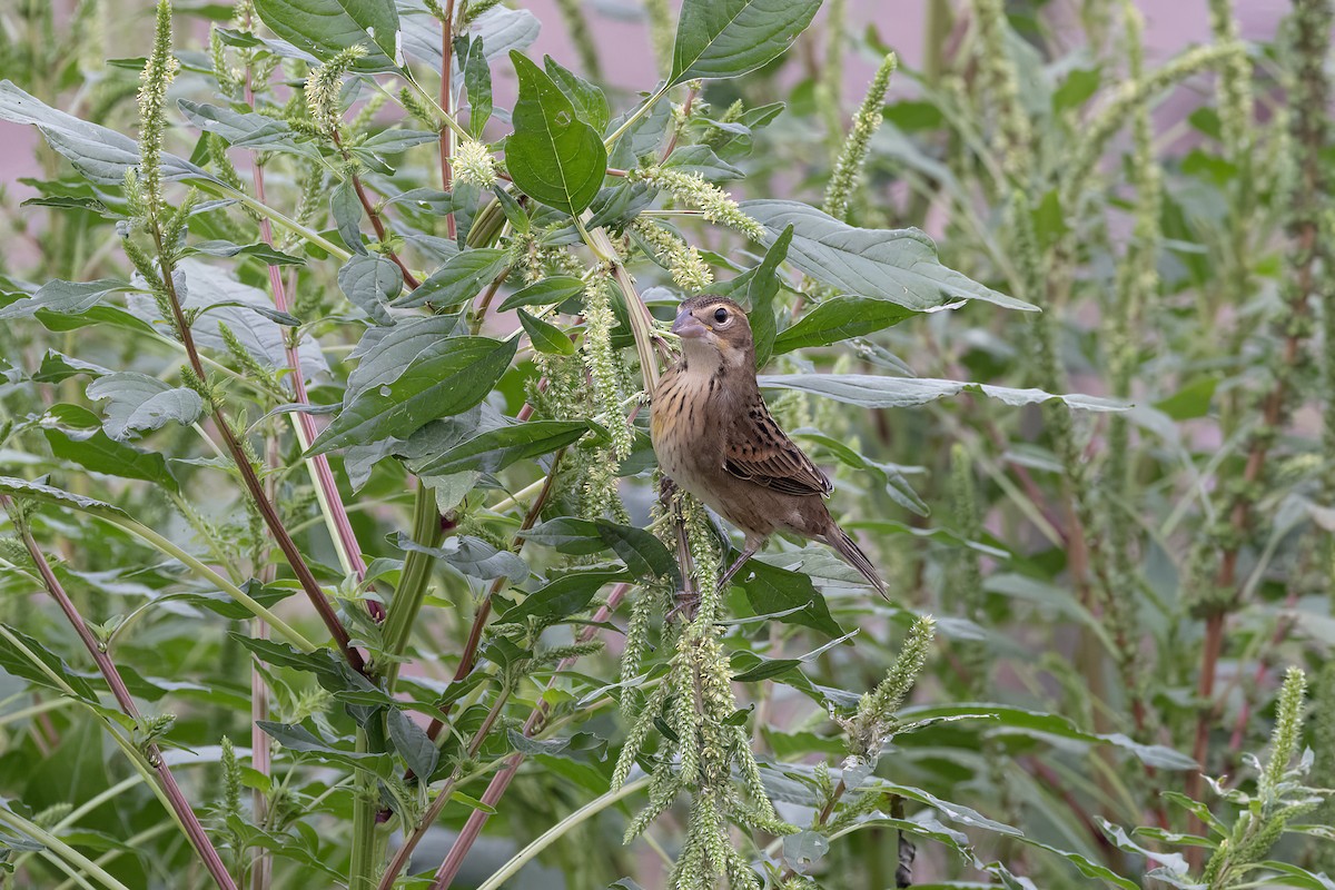 Dickcissel - ML477285901