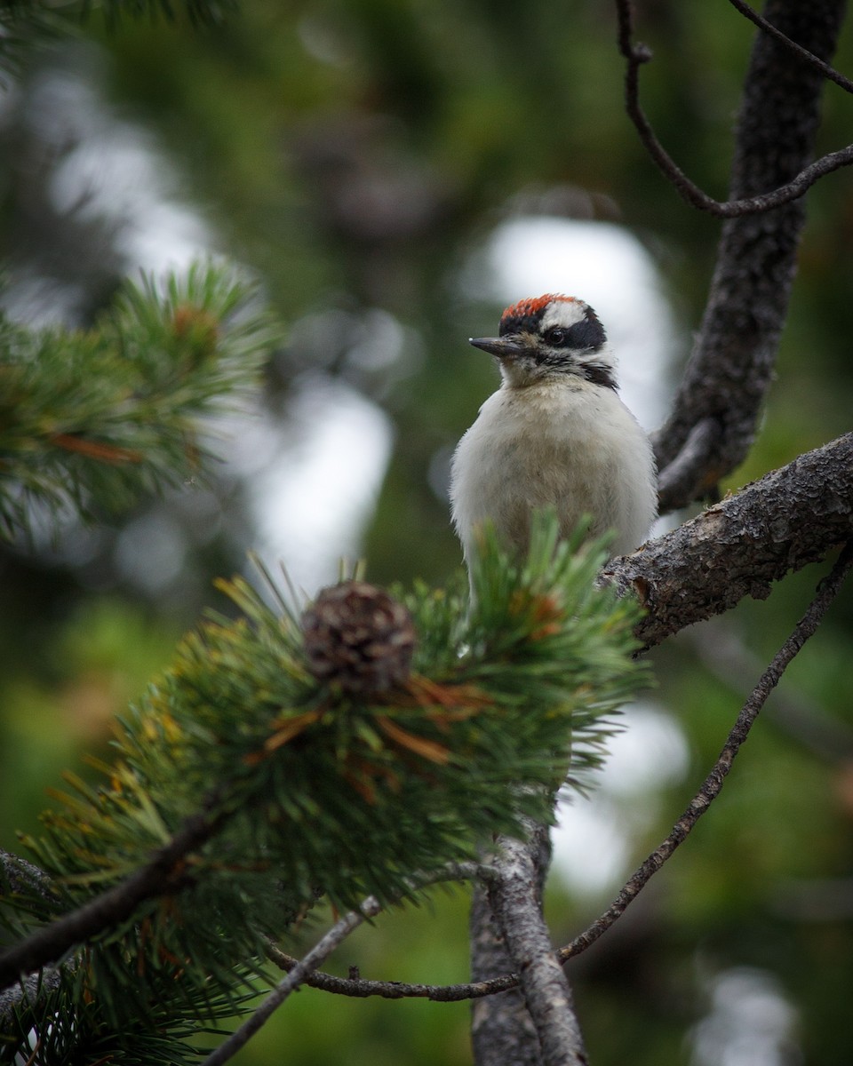 Hairy Woodpecker (Rocky Mts.) - ML477285911