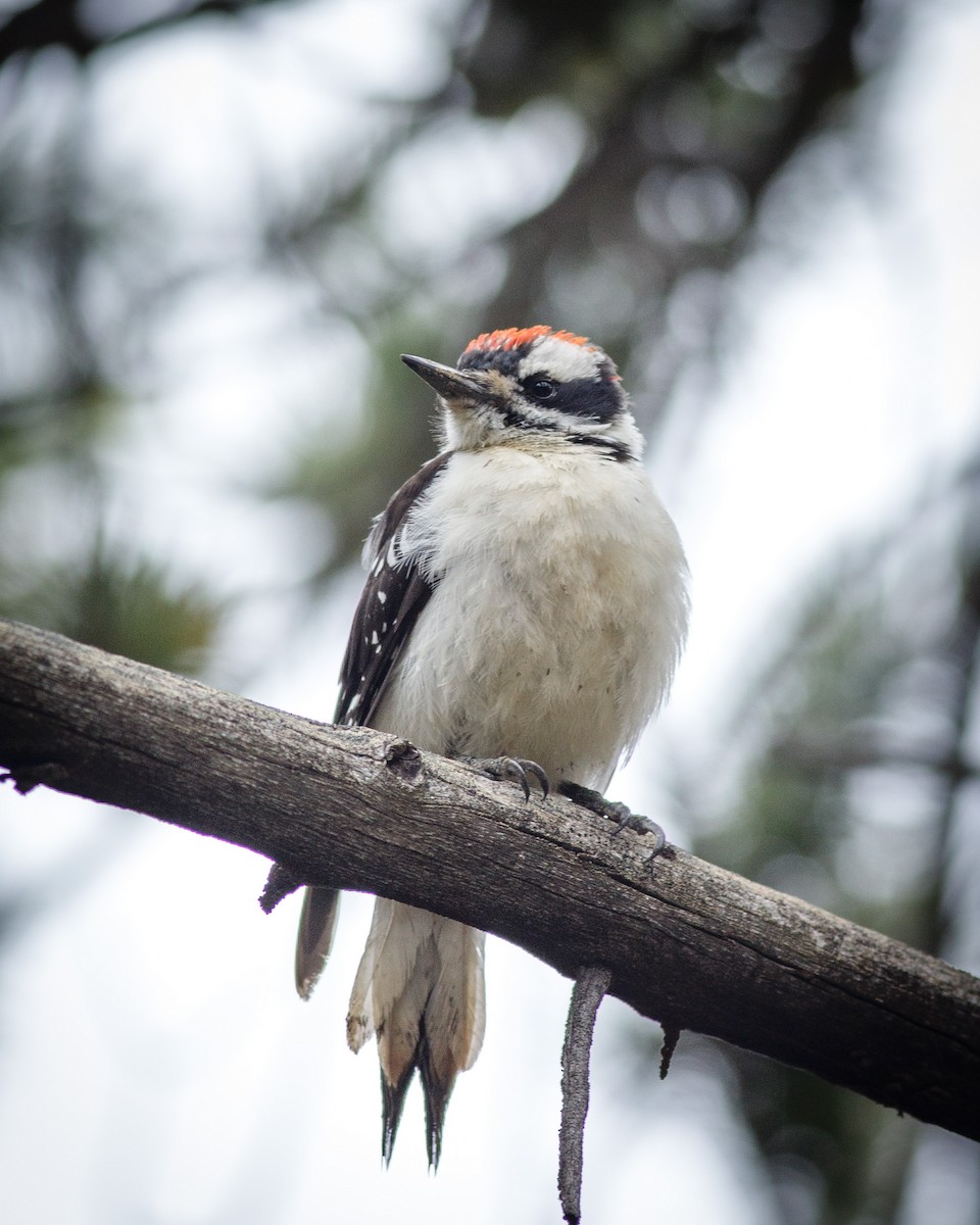 Hairy Woodpecker (Rocky Mts.) - ML477285921