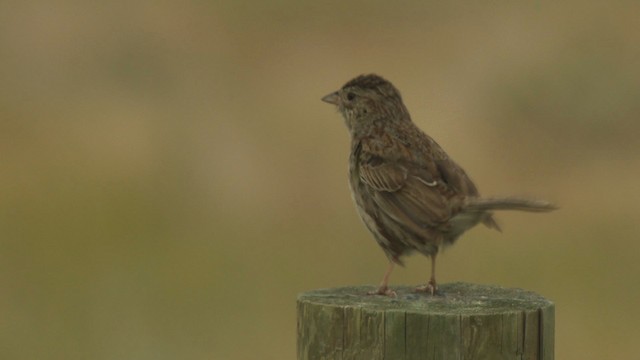 Cassin's Sparrow - ML477286