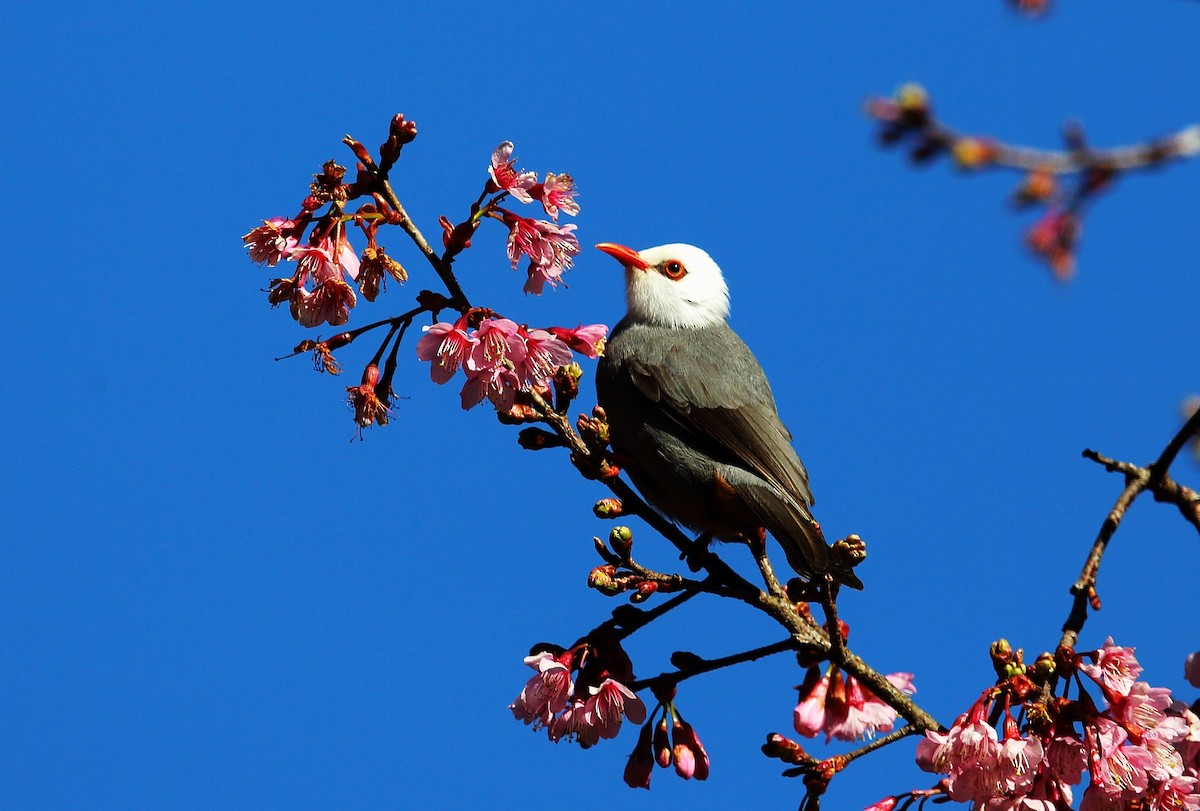 White-headed Bulbul - 独行虾 Bird.soong