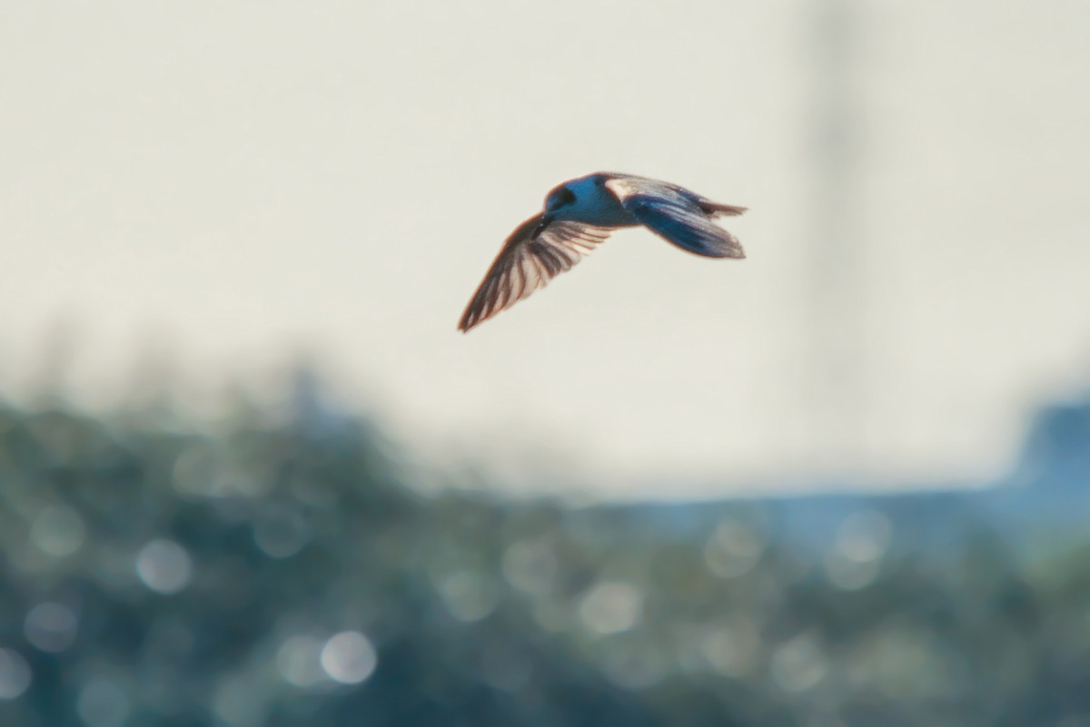 White-winged Tern - ML477286711