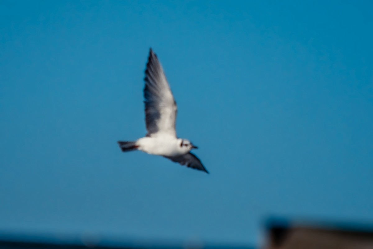 White-winged Tern - ML477286721