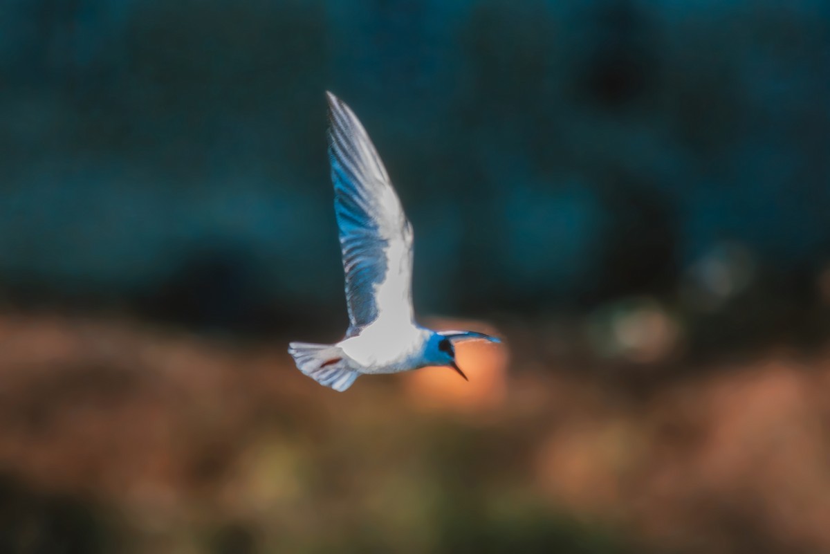White-winged Tern - Dan Brown