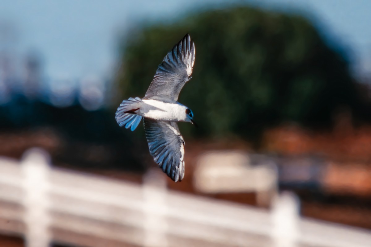 White-winged Tern - ML477286751