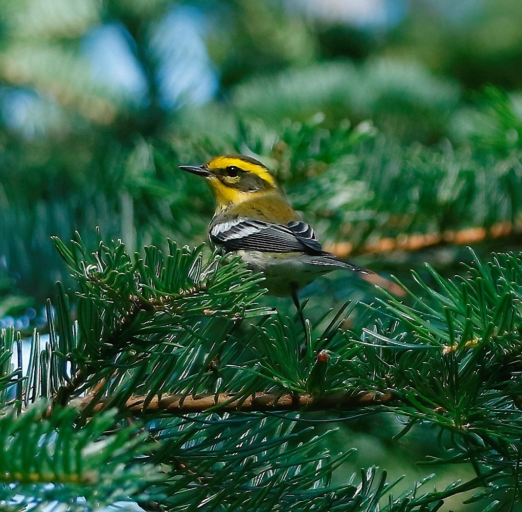 Townsend's Warbler - ML477286841