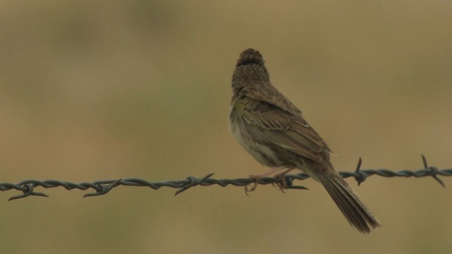 Cassin's Sparrow - ML477287