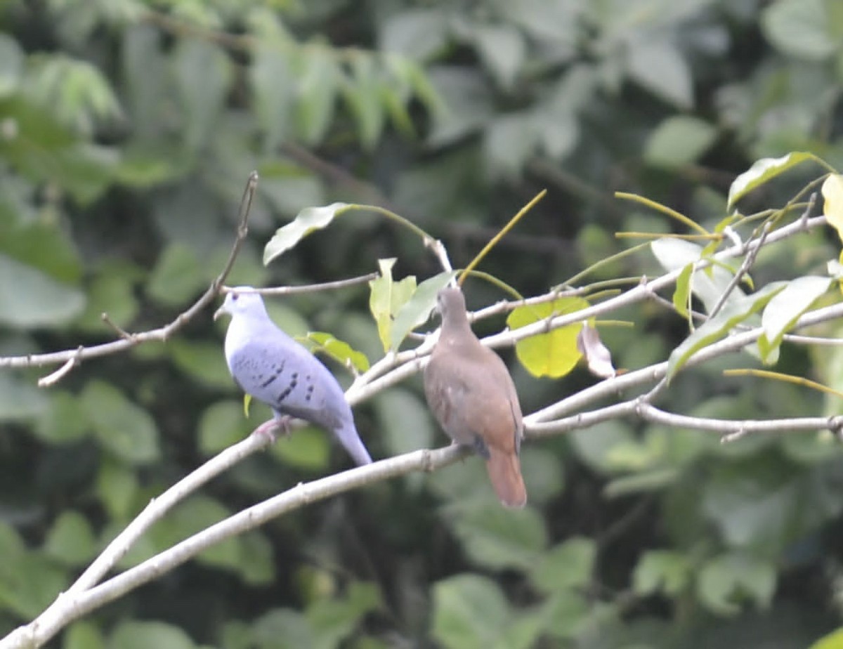 Blue Ground Dove - ML477287321