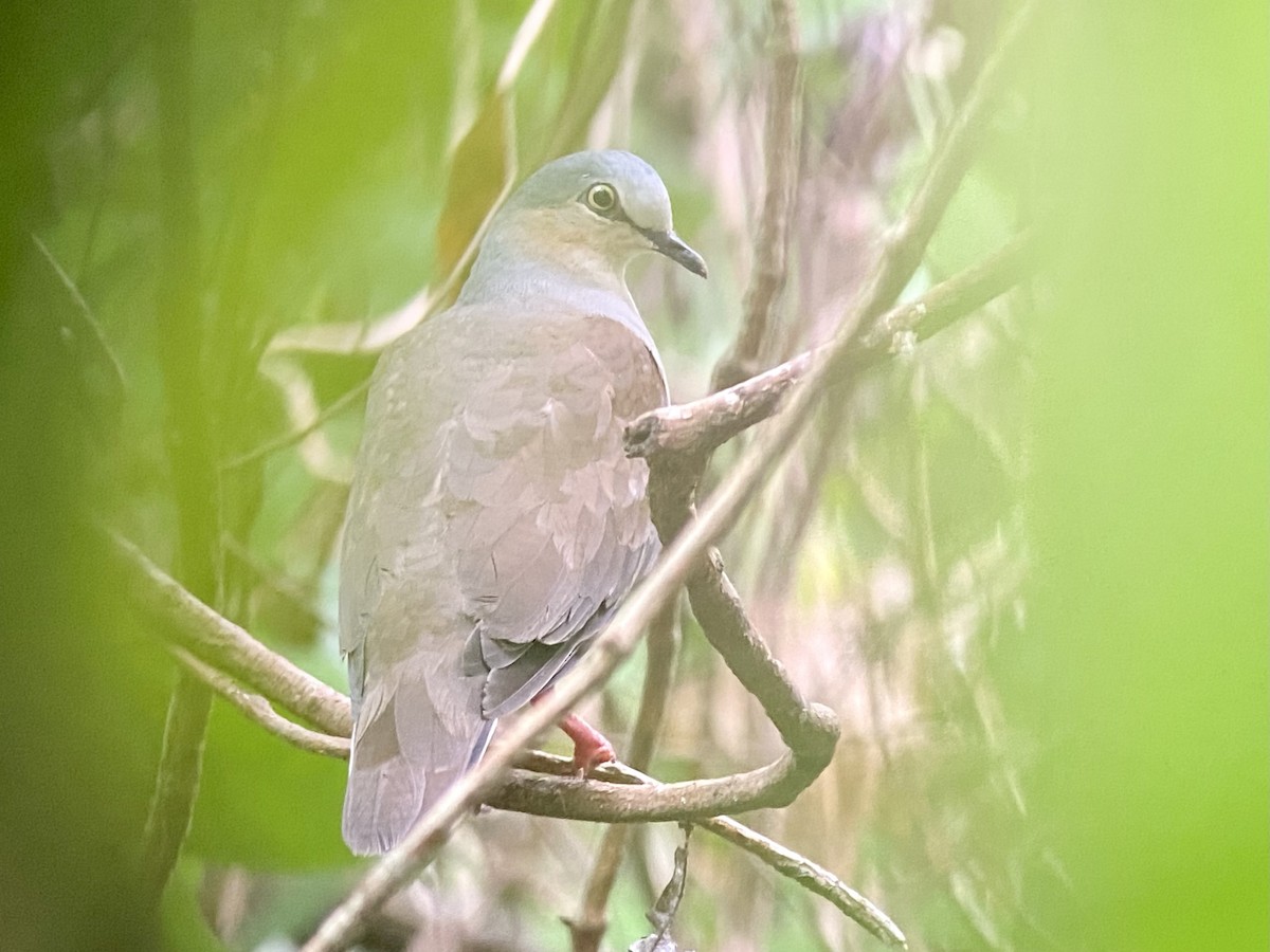 blyhettedue - ML477287581