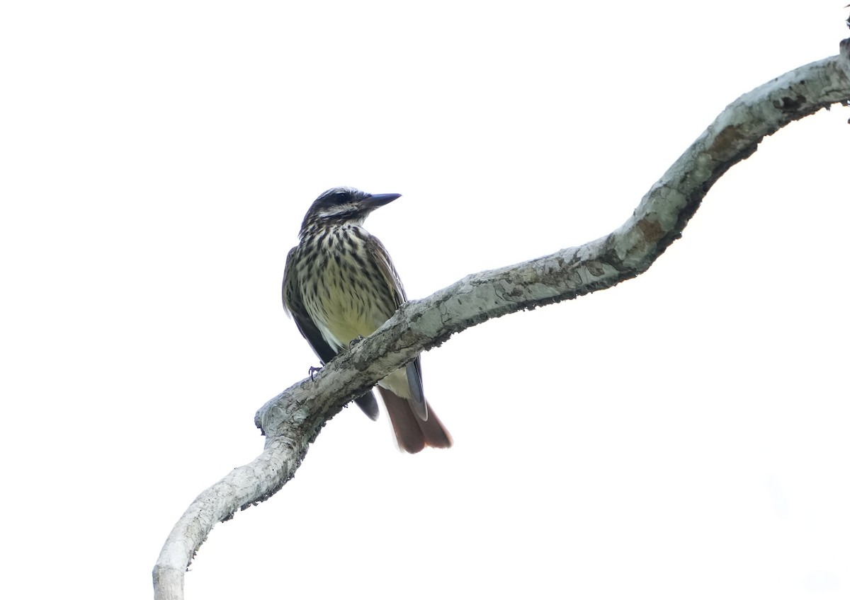 Sulphur-bellied Flycatcher - ML477287981