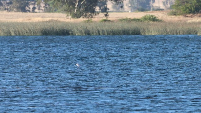 Caspian Tern - ML477288651