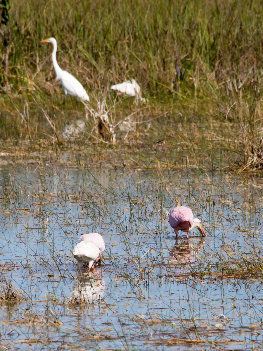 Roseate Spoonbill - Larry York