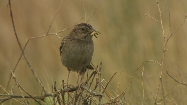 Cassin's Sparrow - ML477289