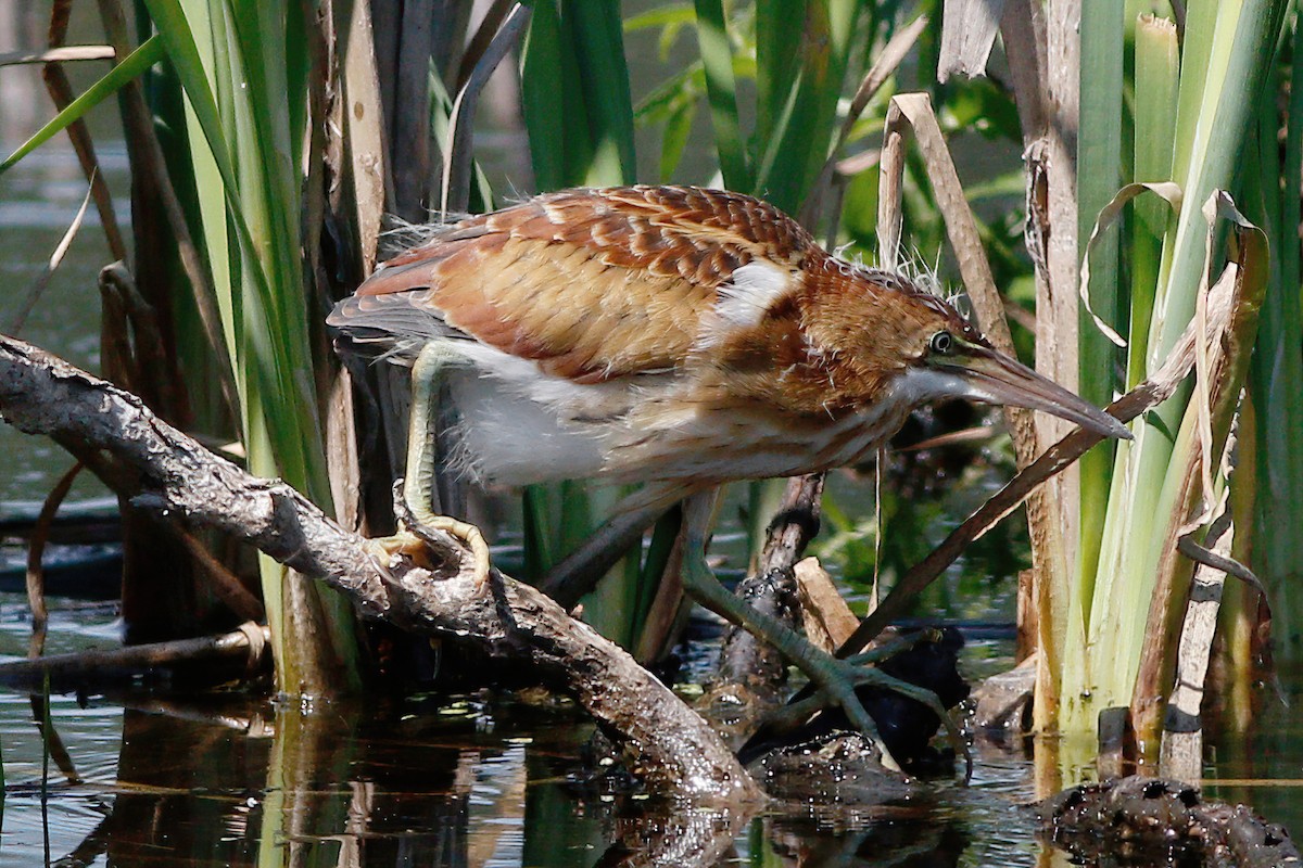 Least Bittern - ML477289121