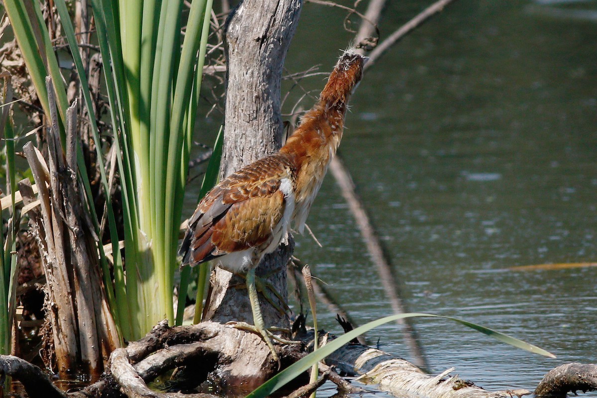 Least Bittern - ML477289151