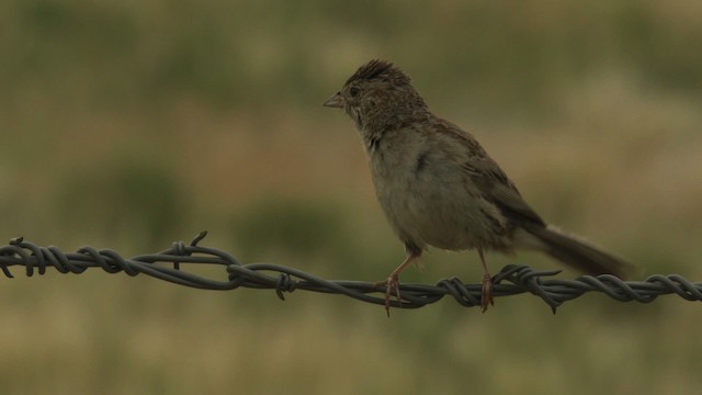 Cassin's Sparrow - ML477290