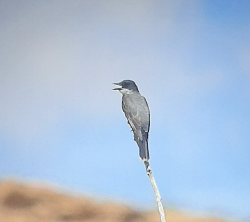 Eastern Kingbird - ML477290181